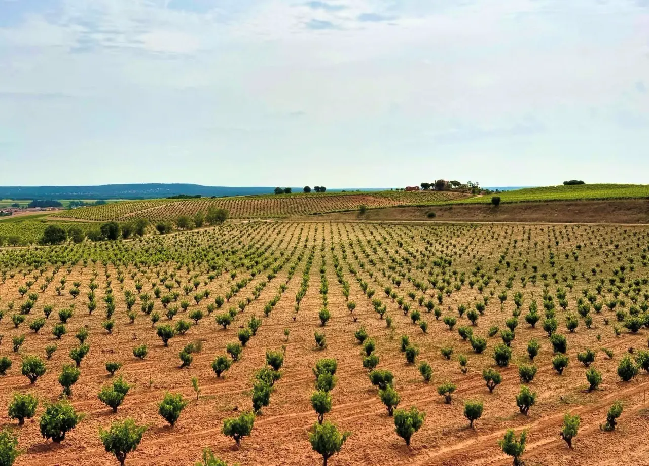 Terra Deuro viñedo